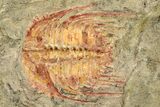 Colorful Kettneraspsis Trilobite With Pos/Neg - Timrzit , Morocco #270559-4
